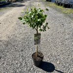 Moruša čierna (Morus nigra) ´MATSUNAGA (MOJO BERRY)´® - výška 60-80 cm, kont. C3L - čierne plody - NA KMIENKU